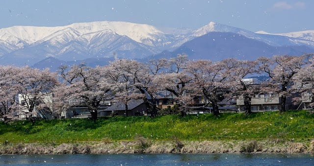 [日本]2019日本東北賞櫻｜福島、山形